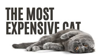 Top 15 Purrfectly Priced Felines The Most Expensive Cat Breeds You Can Buy [upl. by Noitsuj169]