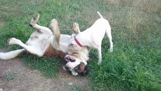 Saint Bernard vs Dogo Argentino [upl. by Marlena]