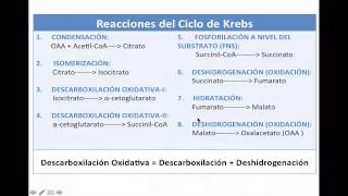 El Ciclo de Krebs [upl. by Bobina]