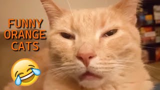 UNEXPLAINABLE Behaviour of Orange Cats [upl. by Harri24]