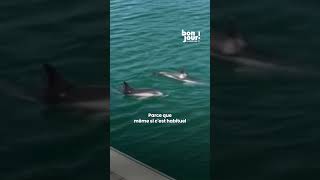 🐬 Trois dauphins se sont aventurés dans le port de La Rochelle [upl. by Ativahs]