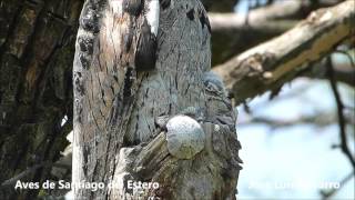 Nacimiento del Kakuy o Urutau comun Nyctibius griseus [upl. by Whit454]