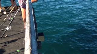 Fishing Hervey Bay Pier [upl. by Georgeanne694]