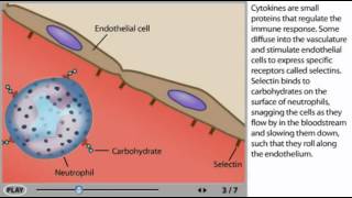 Inflammation Animation  Inflammatory response [upl. by Leiram]