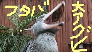 shoebill yawn ハシビロコウ あくび ハシビロコウ shoebill クラッタリング [upl. by Schmitt724]