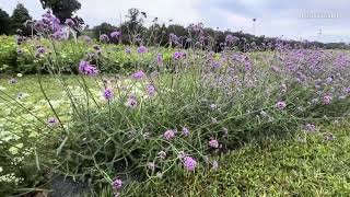 Botanical Garden in Larriland Farm [upl. by Dat]