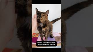 Meet Flossie the Worlds Oldest Living Cat cat pets [upl. by Hazrit]