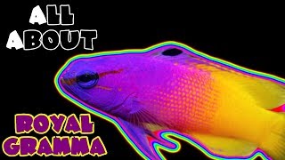 All About The Royal Gramma Basslet [upl. by Ellemrac]