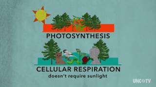 Plant Respiration  Sci NC  PBS North Carolina [upl. by Rachaba]