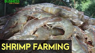 Shrimp Farming in the Philippines [upl. by Marie-Ann749]