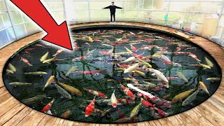 Worlds LARGEST Most Expensive Koi Fish [upl. by Yenial]