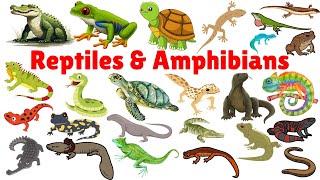 Learn Reptiles and Amphibians in English  Reptiles for kids  Reptiles and Amphibians vocabulary [upl. by Flatto]