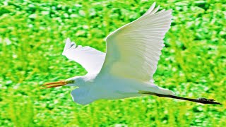 Great White Egret Call Ardea alba Sound Garçabrancagrande Canto [upl. by Nitsug]