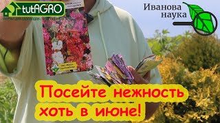 ЭТИ НЕЖНЫЕ ЦВЕТЫ МОЖНО СЕЯТЬ ДАЖЕ В ИЮНЕ Посейте нежность на своем участке [upl. by Nova518]