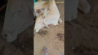 Poisoning in Cow intravenous fluid therapy medicine shock dehydration diarrhoea hospital [upl. by Akeimat99]