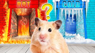 Types of Mazes for Hamster Hot vs Cold Maze [upl. by Nylrehc]