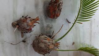 Propagating sago palm cycas plant from pups [upl. by Ahtela]