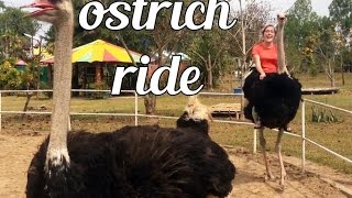 Riding an Ostrich in Chiang Rai Thailand [upl. by Yelruc]