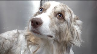 The incredible Australian Shepherd  One of my favourite clients [upl. by Pebrook]