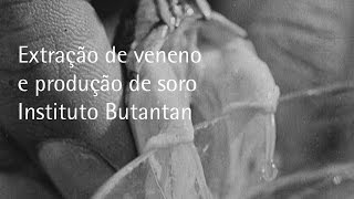 Extração de veneno e produção de soro  Instituto Butantan  1926 [upl. by Aisats]