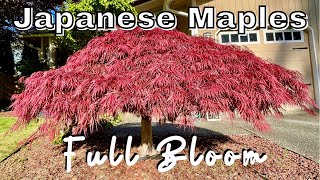 Japanese Maple Trees  Full Bloom  Spring  2021 [upl. by Raffaj]