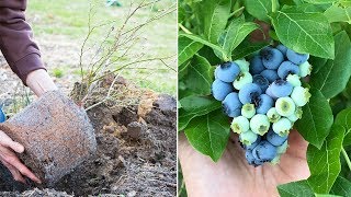 How to Grow Blueberries Complete Growing Guide [upl. by Pooh524]