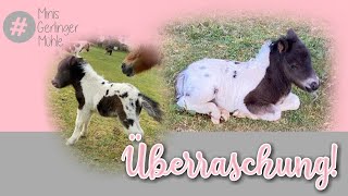 Und die nächste Überraschung 🥰 Ein ganz spezielles Fohlen [upl. by Avie106]