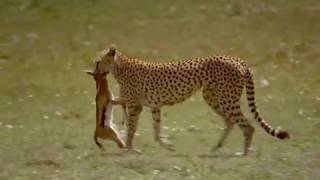 Cheetah Video Stock Footage Free Download  Animals HD Stock Footage  B Roll Footage  Wildlife [upl. by Enimsay]