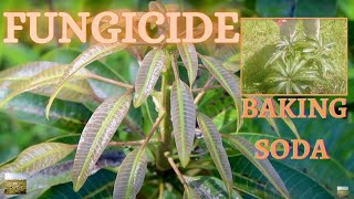 Baking Soda FUNGICIDE for Mangoes  DIY Principles of Permaculture  Eat And Be Eaten [upl. by Nilknarf]