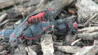 Redshouldered bugs Jadera [upl. by Johan]