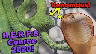 We Attend a VENOMOUS Reptile Show [upl. by Andria861]