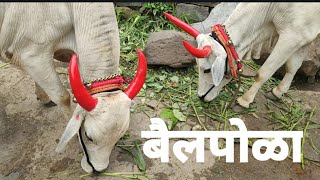 Maharastra festival bail pola 🐂🐂 festival video festivals village villagelife [upl. by Aneekahs633]