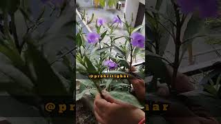 Mexican Petunia Plant Care  Get Maximum Blooming amp Tips [upl. by Lore]