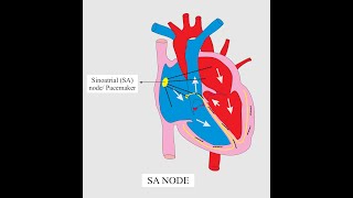 Sinoatrial Node or Sinus Node Definition characteristics Function Dysfunction [upl. by Habeh]