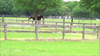 Gaited Horses Race Gallop Tennessee Walker Races Missouri Foxtrotter [upl. by Adamek]