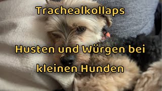 Trachealkollaps beim Hund  Husten und Würgen  Yorkshire Terrier amp kleine Hunde [upl. by Patrizia]