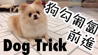 有點難度技能！匍匐前進～當兵嗎 Dog Trick Tutorial CRAWL [upl. by Einnalem]