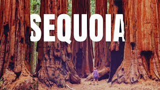 The ULTIMATE Sequoia National Park Travel Guide [upl. by Scotney]