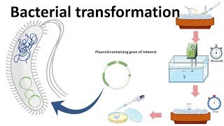 Bacterial transformation [upl. by Ailey90]