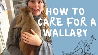 How to care for a Wallaby [upl. by Aerdnua]