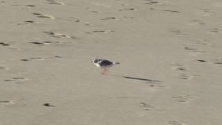 Piping Plover Running on Sand [upl. by Henderson]