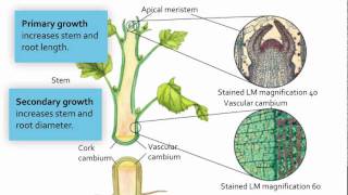 Visualizing Meristematic Tissue [upl. by Latrena340]