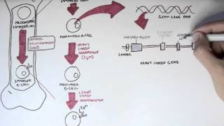 Immunology  Antibody Somatic VDJ Recombination I [upl. by Niwrehs]