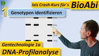 Gentechnik 1 DNAProfilanalyse  GenotypBestimmung PCR Restriktionsenzym Gelelektrophorese [upl. by Elvyn]