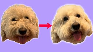 How To Trim Around Your Dogs Eyes At Home Tutorial [upl. by Janessa155]