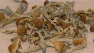 Microdosing magic mushrooms  A growing trend among San Diego moms [upl. by Ariew522]