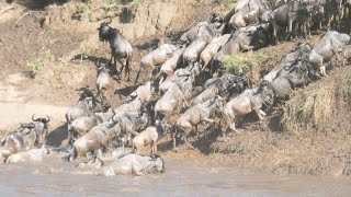 Mara River Migration Tanzania 2024 [upl. by Nyliret]