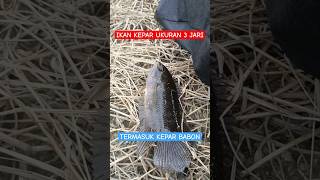 INI TERMASUK IKAN KEPAR BABON shortsvideo fishing mancing ikankepar [upl. by Ecydnarb710]