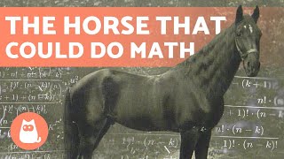 CLEVER HANS 🐴➕ The HORSE That Learned MATHEMATICS [upl. by Meedan]