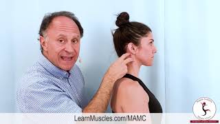 Muscle Anatomy Master Class Sternocleidomastoid Muscle Actions [upl. by Aifoz]